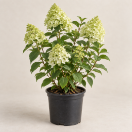 Hortensja bukietowa 'Limelight', C3, wys. 40–60 cm — ilustracja poglądowa AI